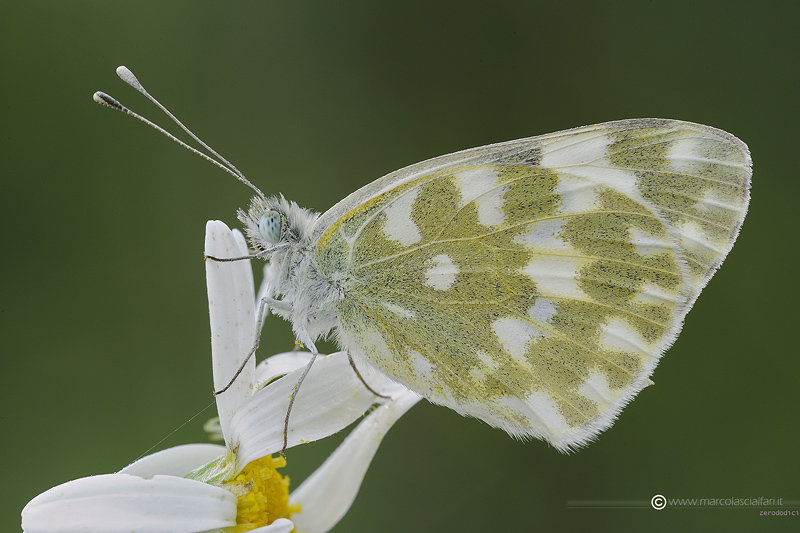 Pontia edusa (Fabricius, 1777)