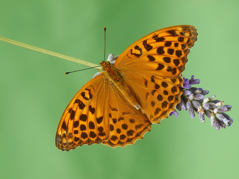 argynnis paphia