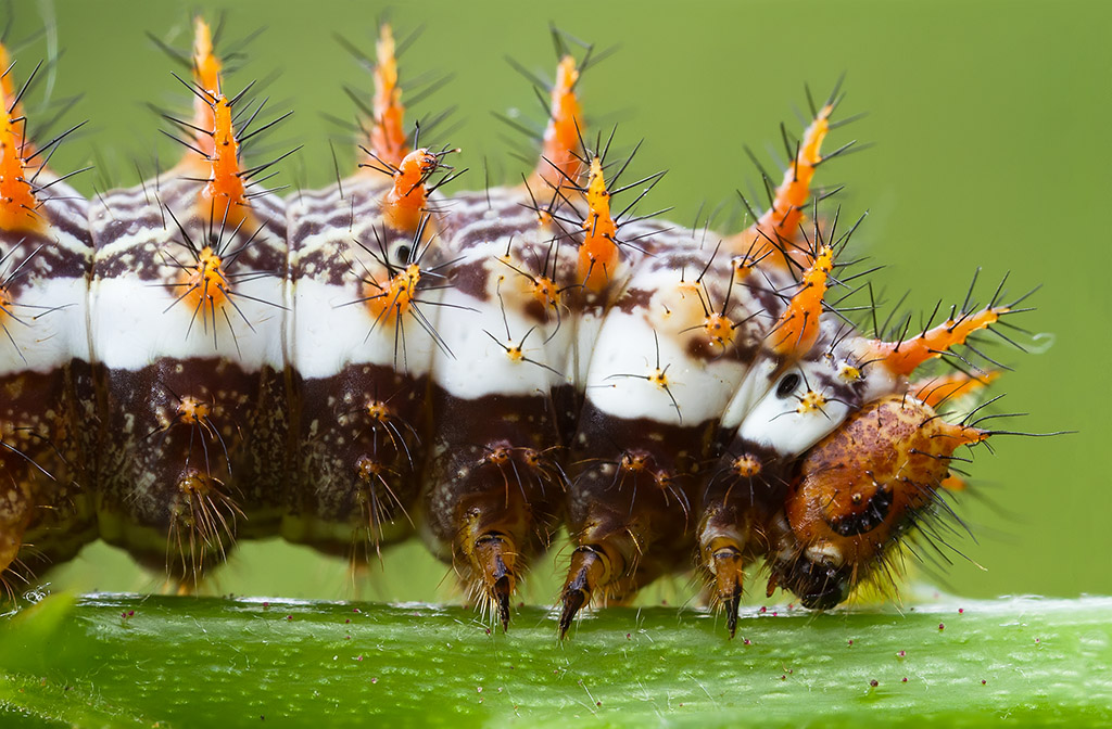 Bruco di Brenthis daphne R.R. 3:1