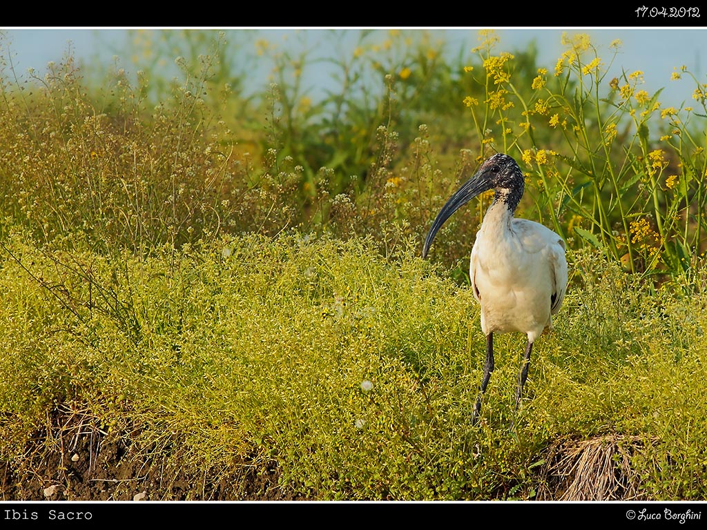 Ibis Sacro # 1