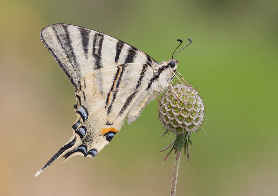 Podalirio "Iphiclides podalirius"