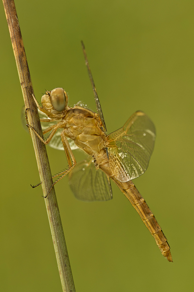 Orthetrum coerulescens