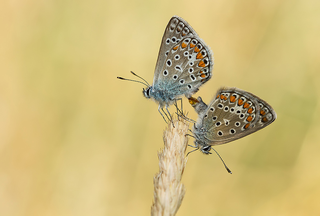 atti osceni in luogo pubblico