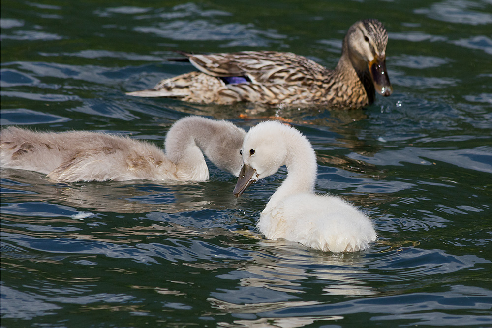 "brutto anatroccolo"