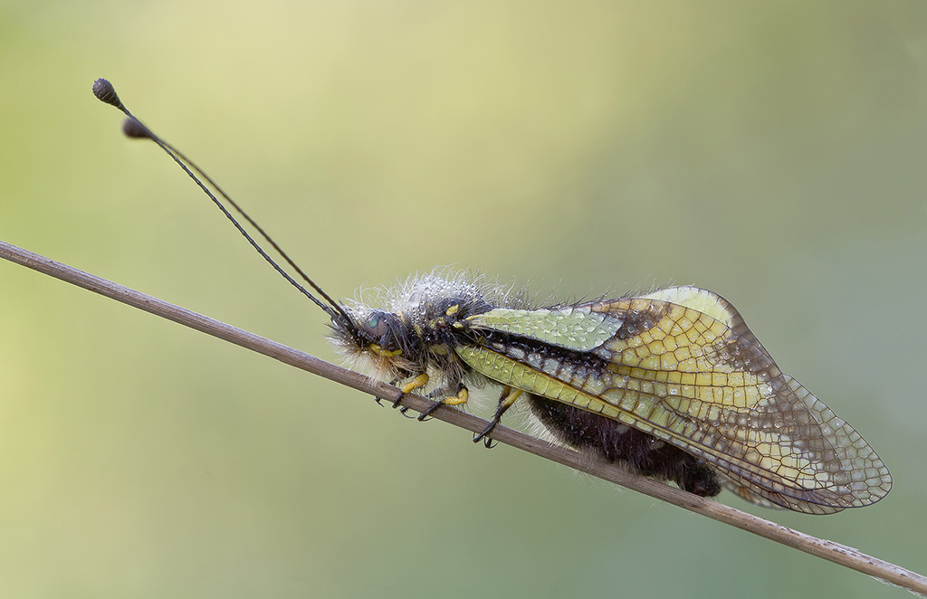 Libelluloide Coccaius