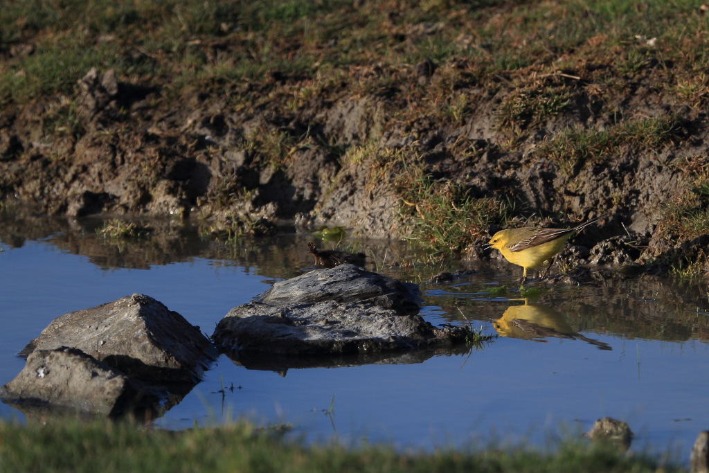 Ballerina gialla ambientata