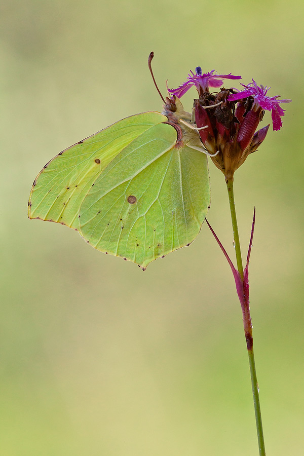 Gonepteryx rahmni
