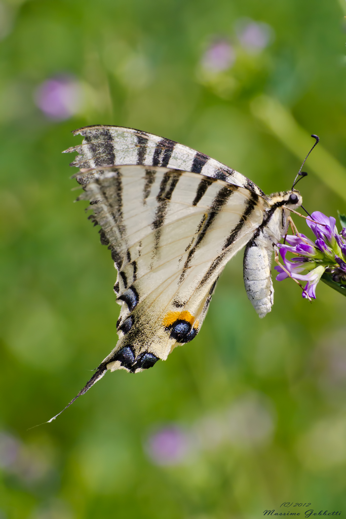Podalirio "Iphiclides podalirius" dei poveri