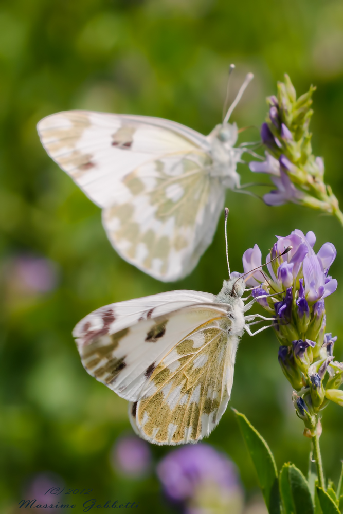 Two pontia's is megl che one?