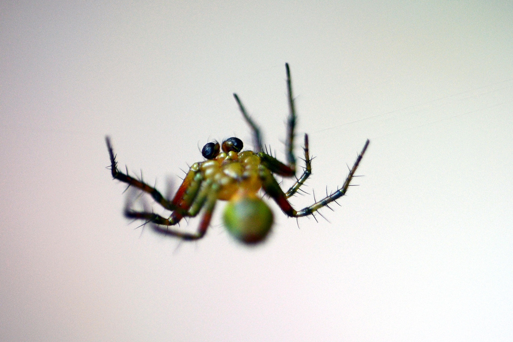 Wisky il ragnetto . . .