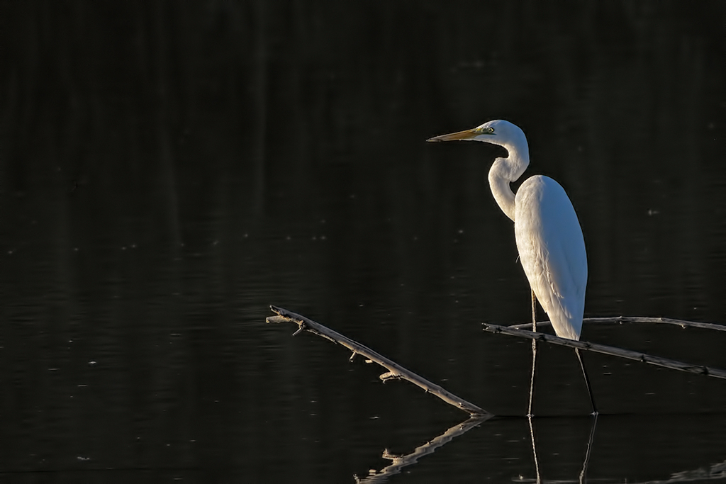 Airone bianco maggiore (Egretta alba)