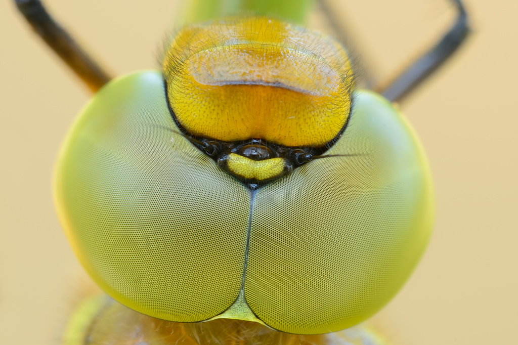 Mi sento osservato...