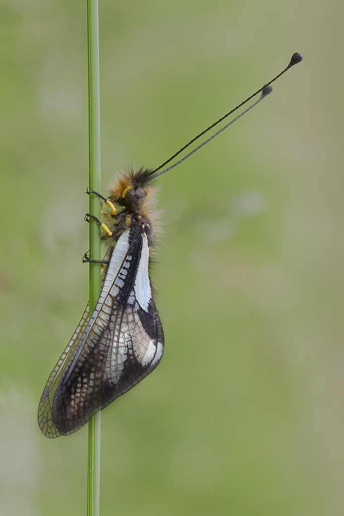 Libelluloide Coccaius