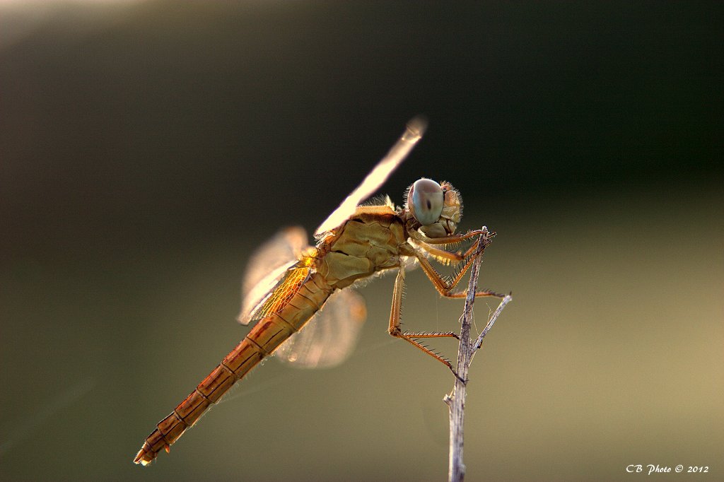 (La mia prima) Libellula