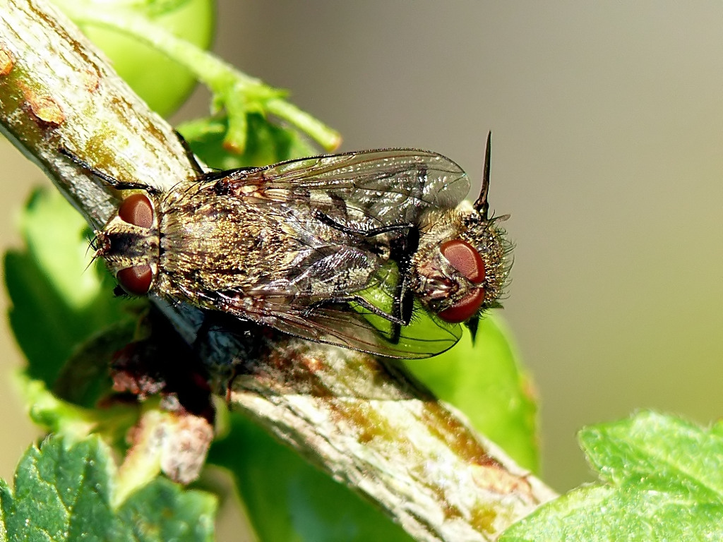 *** Famolostrano ***