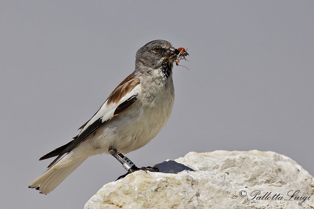 Fringuello alpino (Montifringilla nivalis)