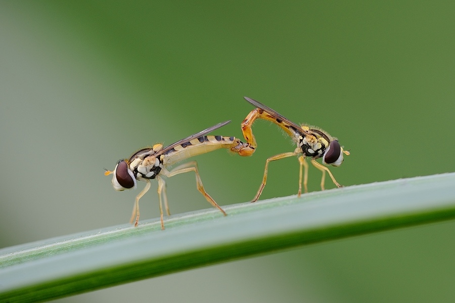 eupeodes (forse) in love