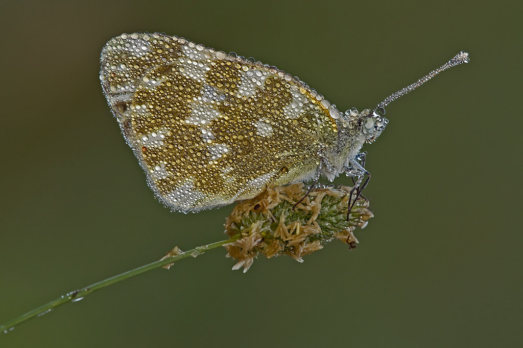 Pontia Edusa....ore 6.07