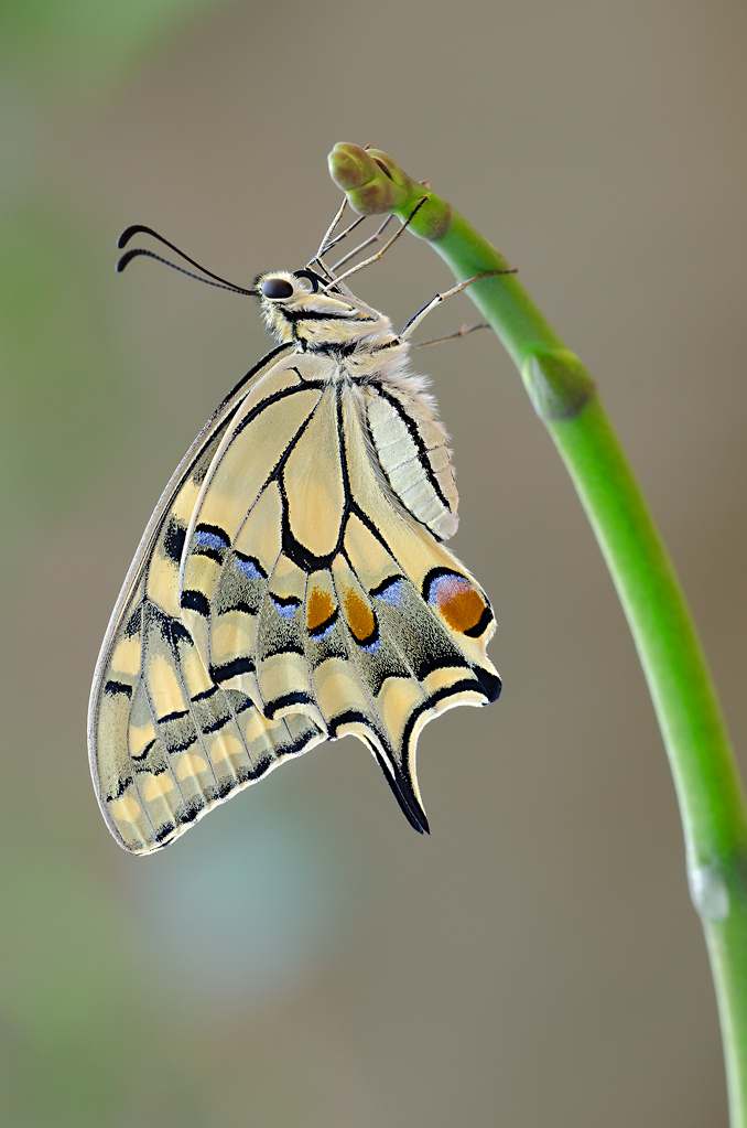 Sul germoglio di un' orchidea