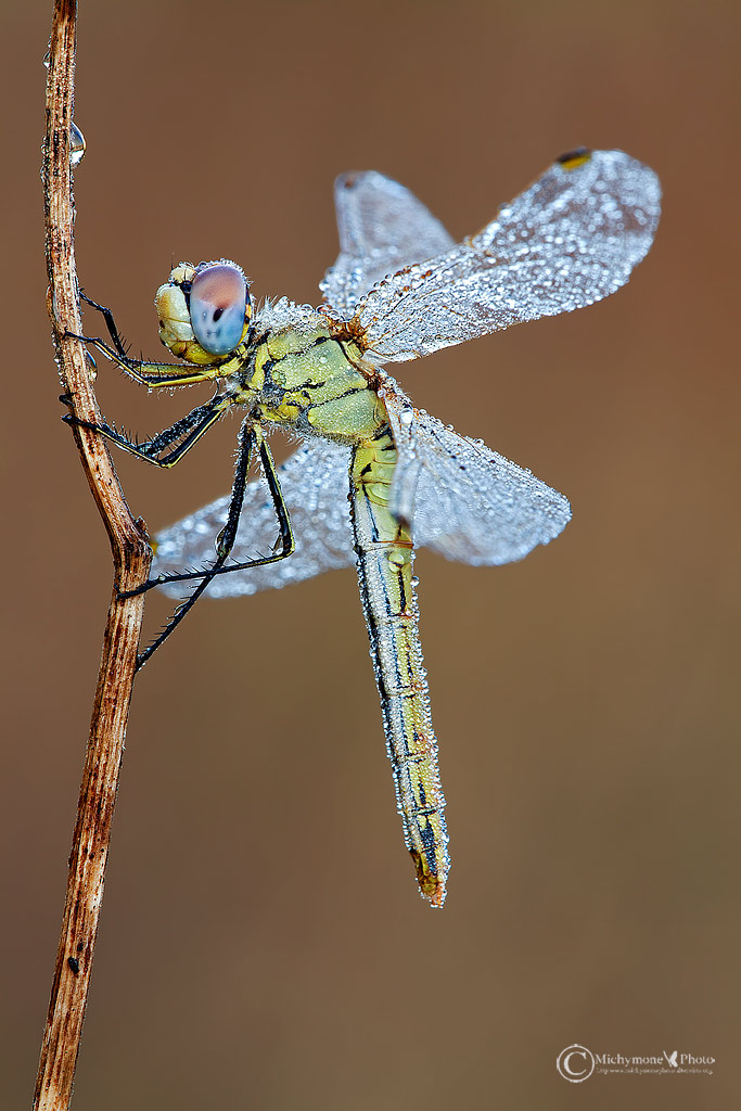 Sympetrum fonscolombii (S�lys-Longchamps, 1776)...