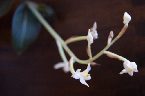 la mia prima foto con prima reflex digitale :-)