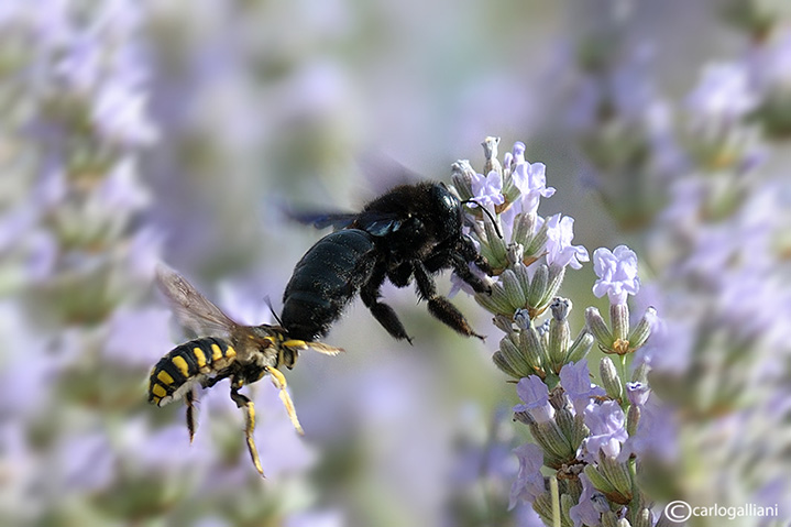 Documento : attacco di Anthidium alla Xilocopa