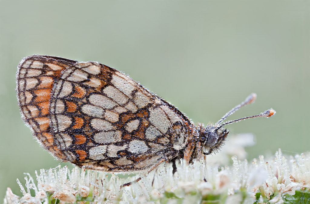 Melitaea athalia?