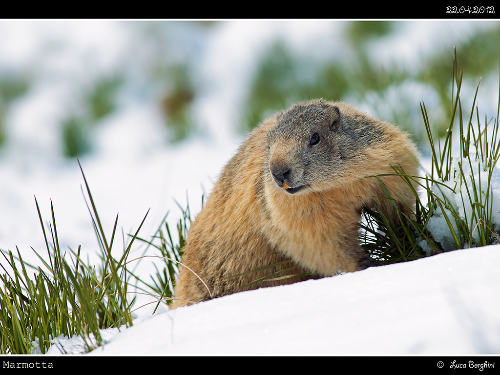 Marmotta # 1