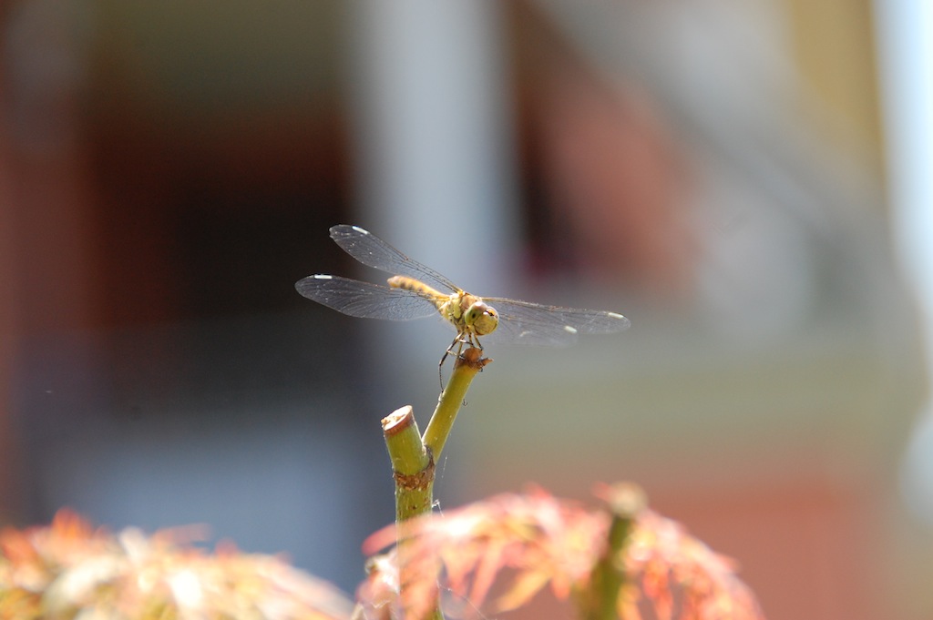 La (mia prima) Libellula