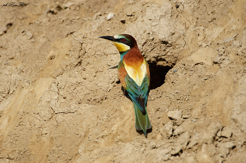 Gruccione - Bee eater