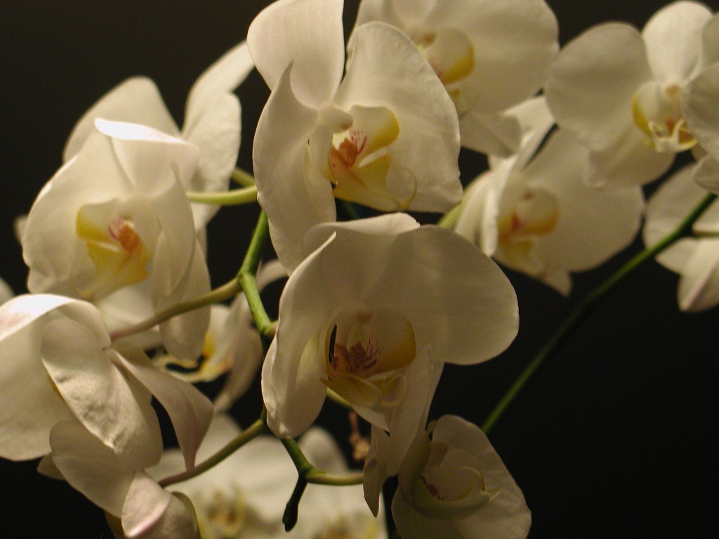 orchidea