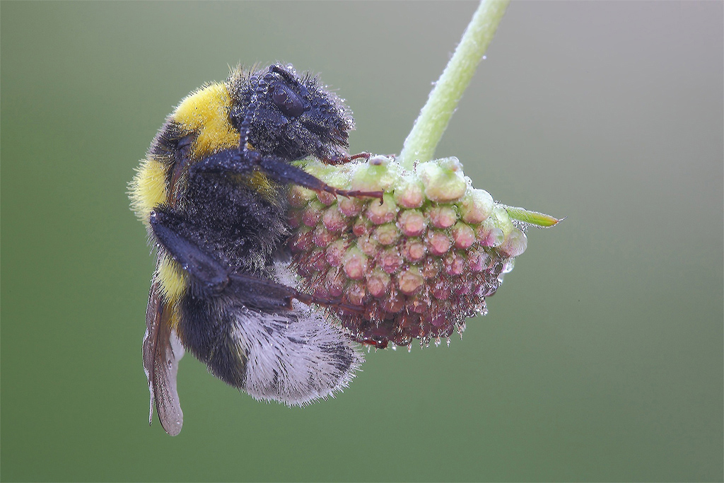 Maneggiare Con Cura !!!