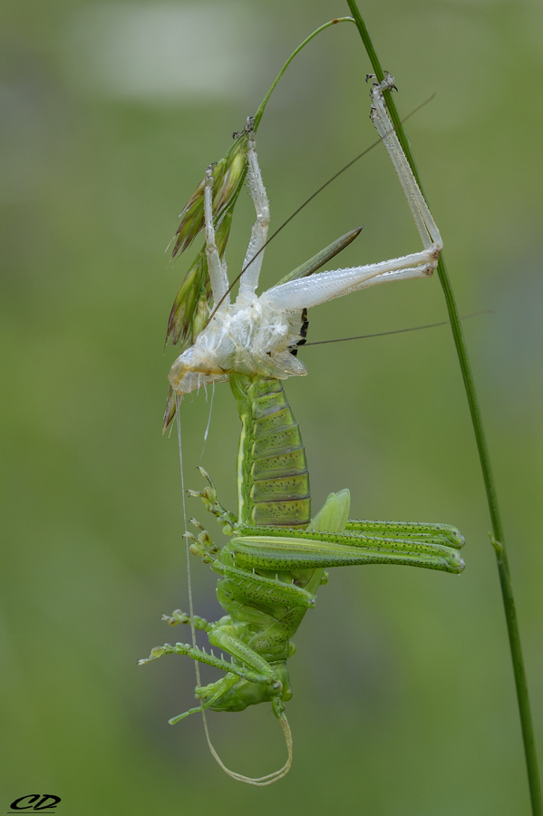 la trasformazione..(Hexapoda Orthoptera Tettigoniidae Decticus verrucivorus)
