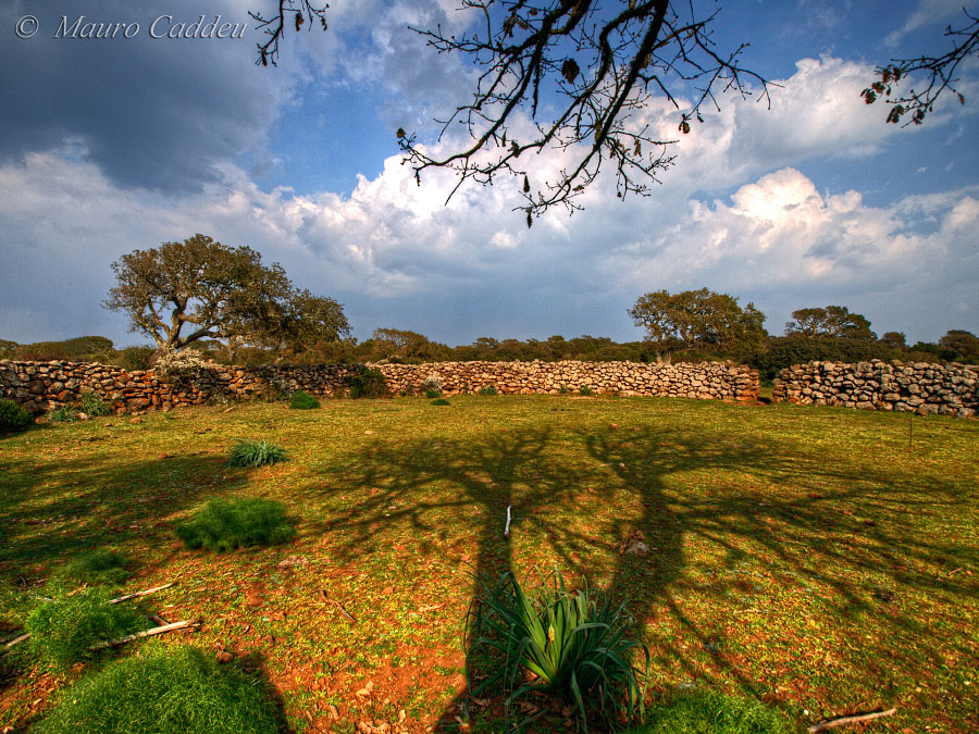 Sardinian Savanna