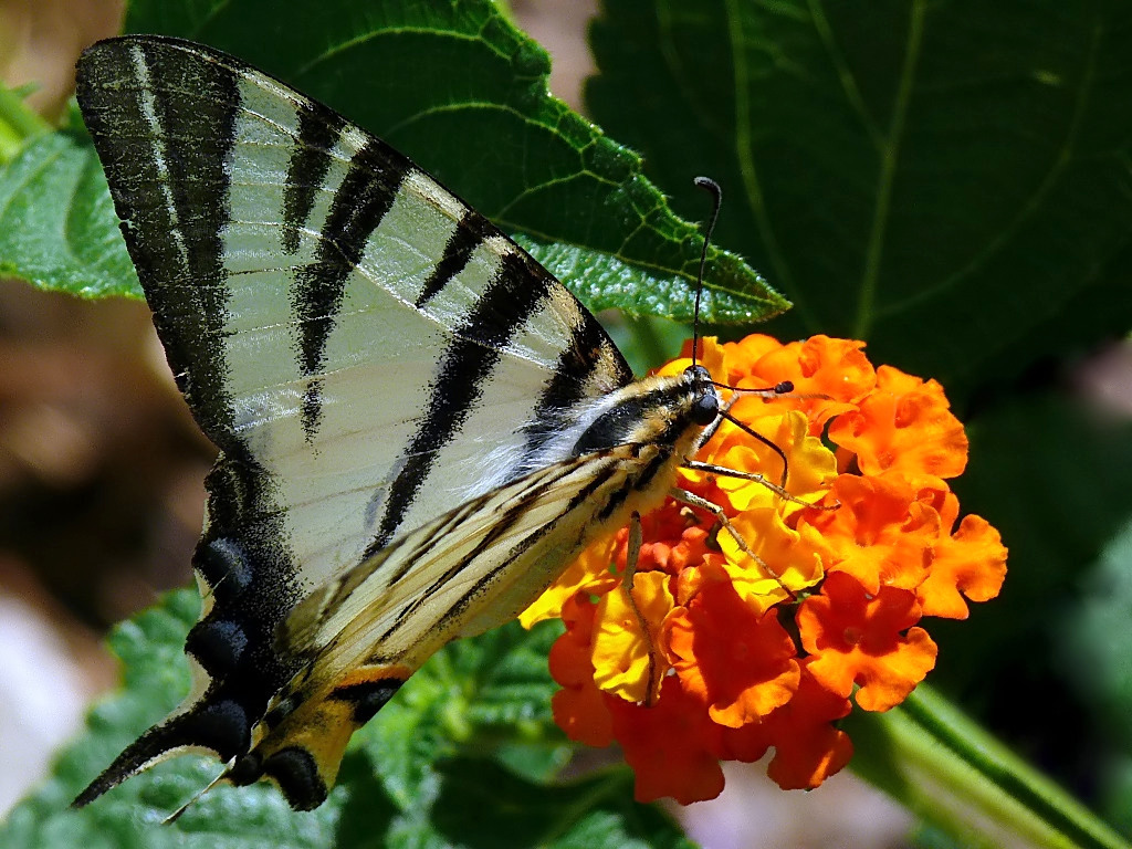 *** Una faticaccia ***