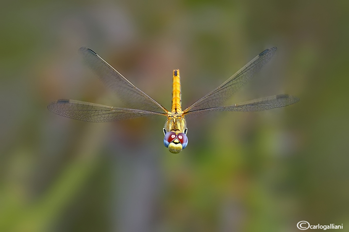 Sympetrum fonscolombii in volo