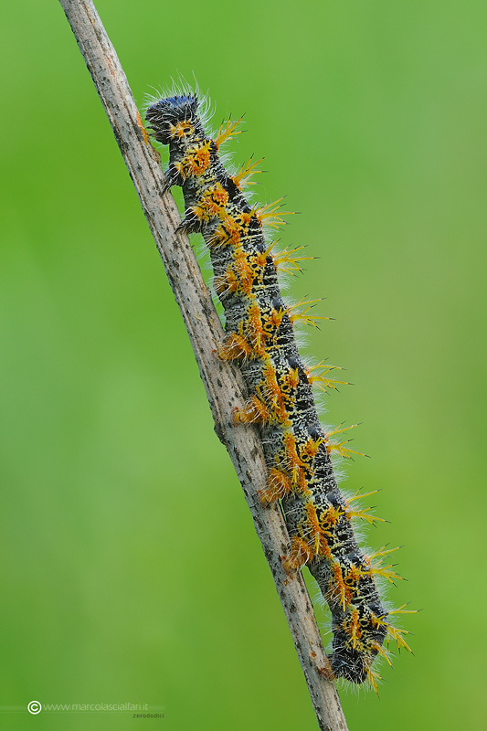 Nymphalis polychloros (Linnaeus, 1758)