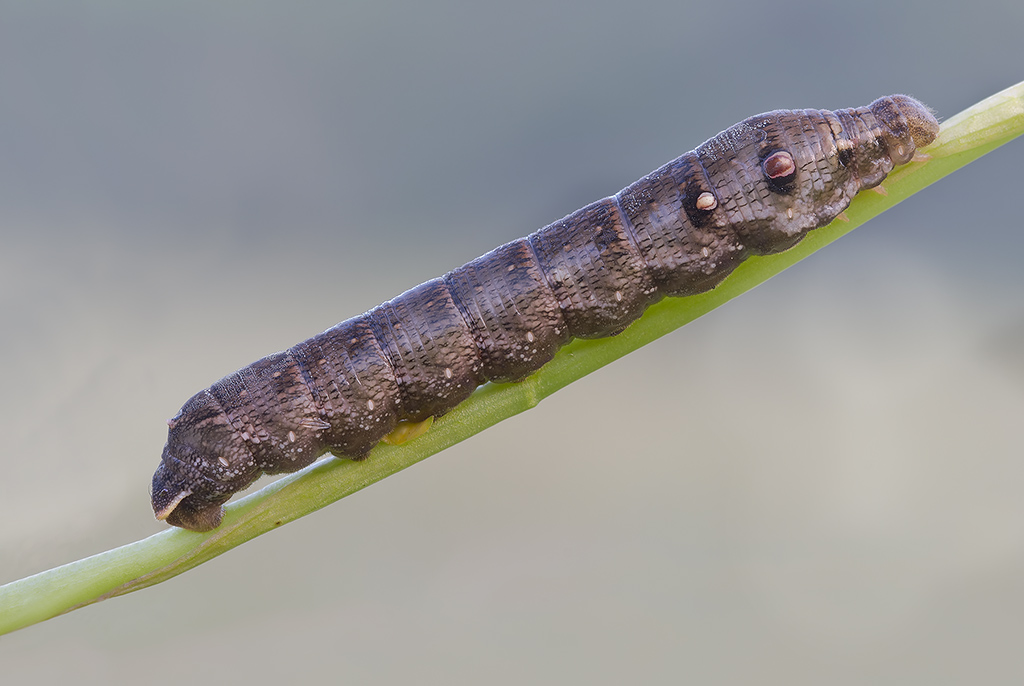 "sigaro toscano" (Deilephila elpenor)