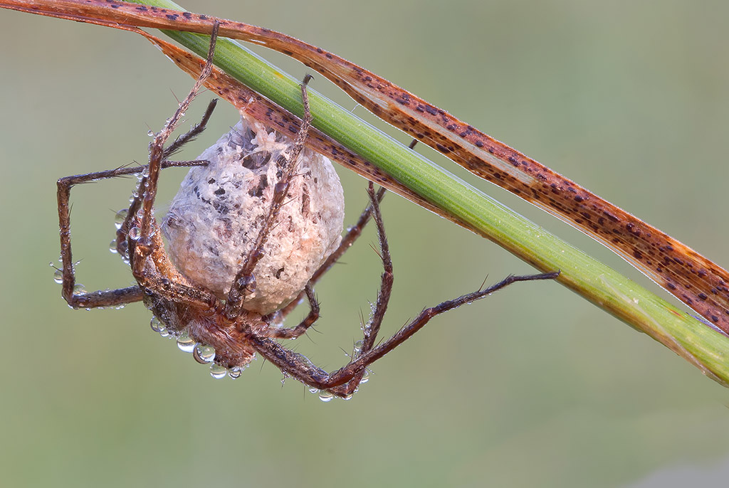 Aracnofobia (ragno con le uova)????