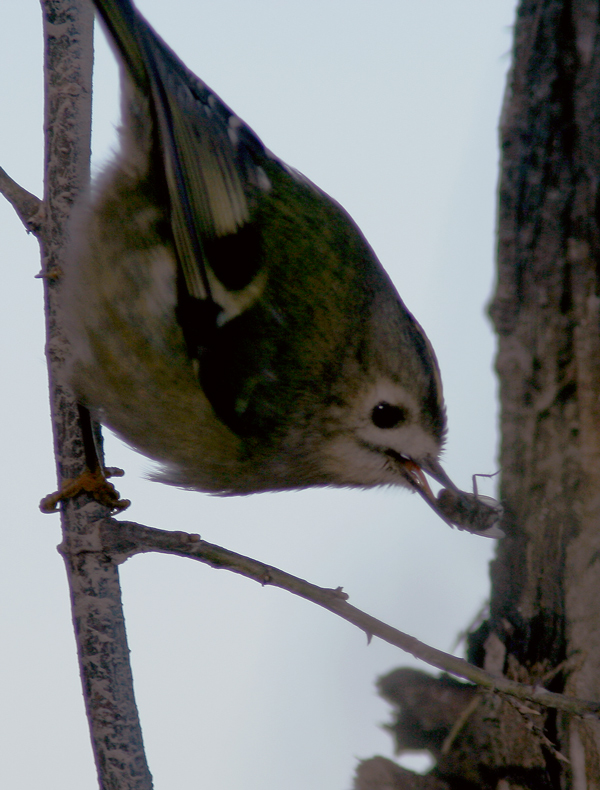 visto che � ora di cena