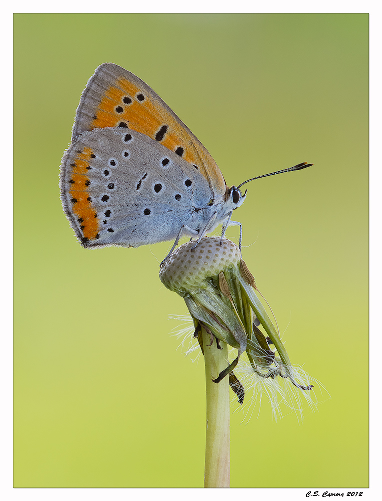 Licedine di palude (m4/3)