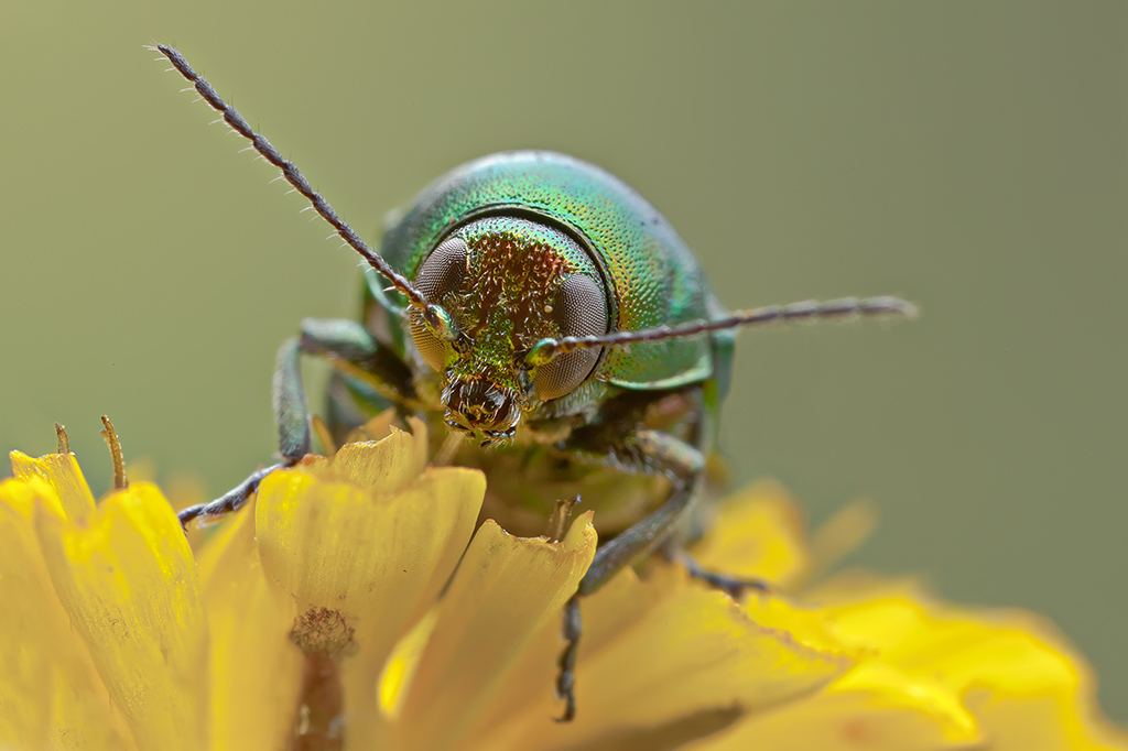 Cetonia Aurata RR  3:1(circa)