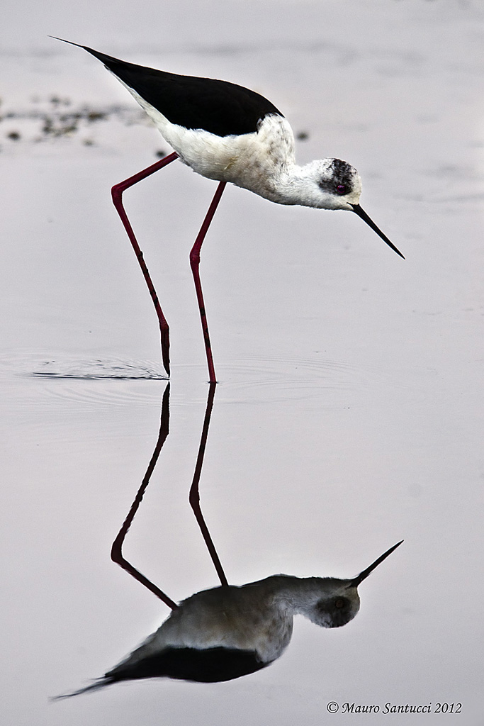 Cavaliere allo specchio