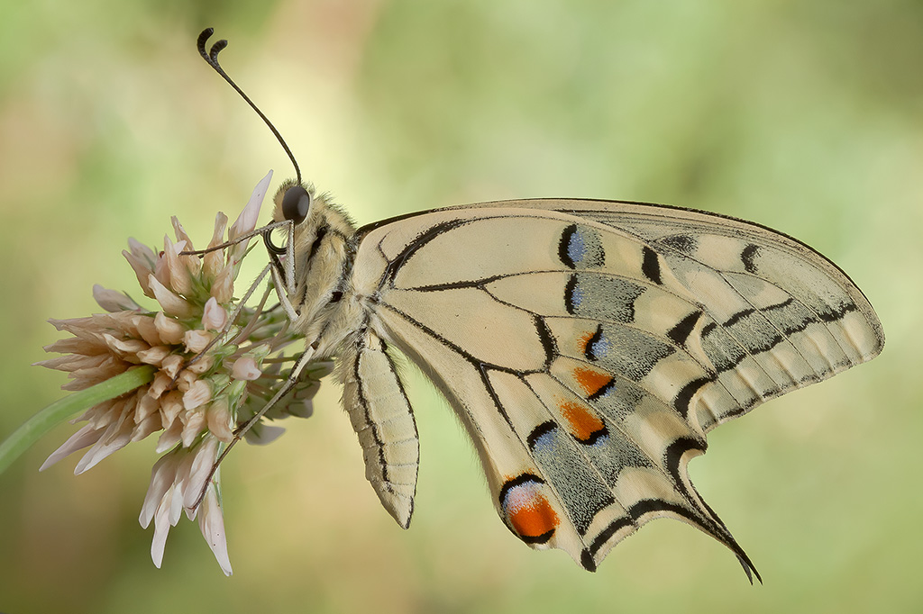 Papilio machaon