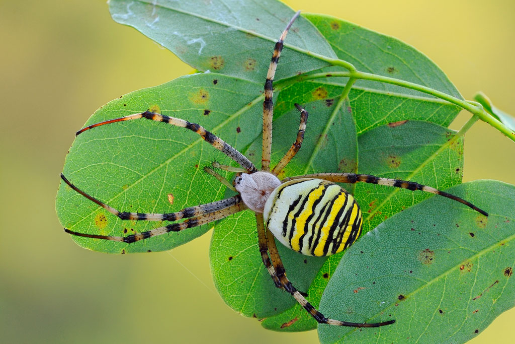Argiope bruennichi