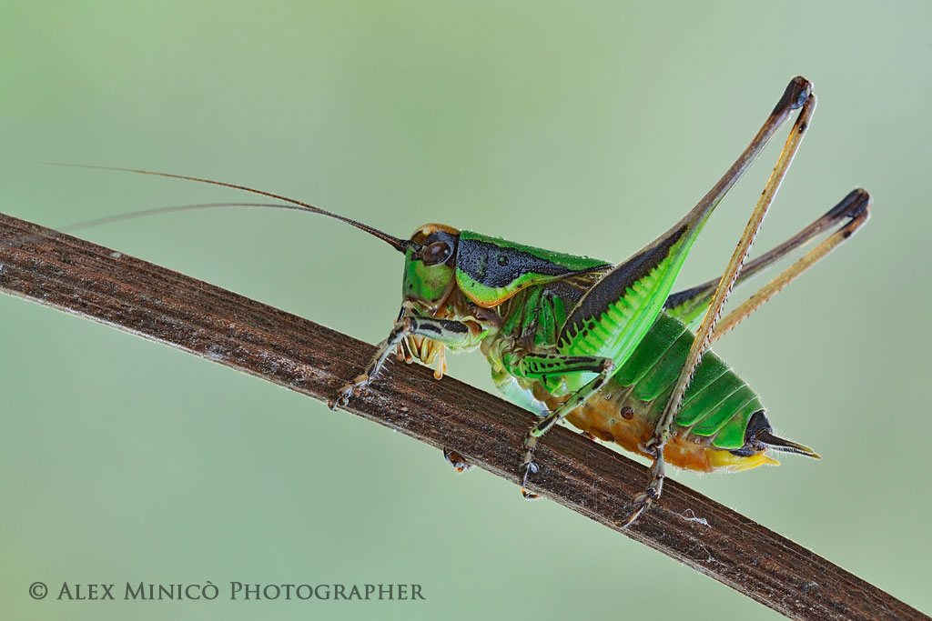 Eupholidoptera chabrieri