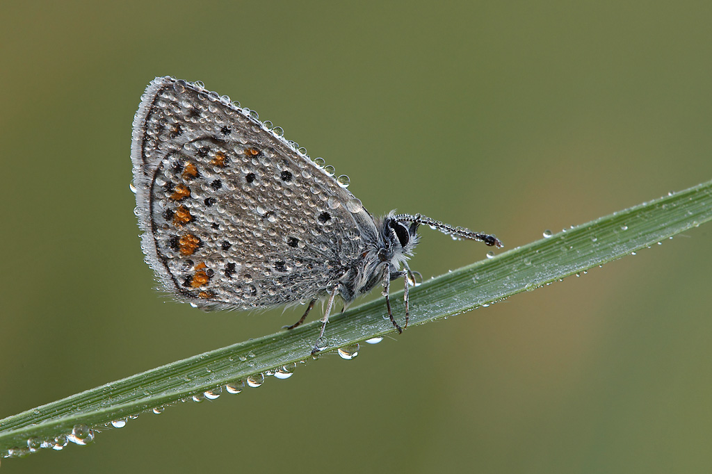Rugiada...con Licenide
