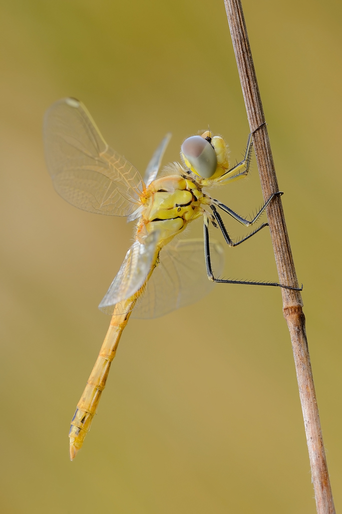 Sympetrum striolatum