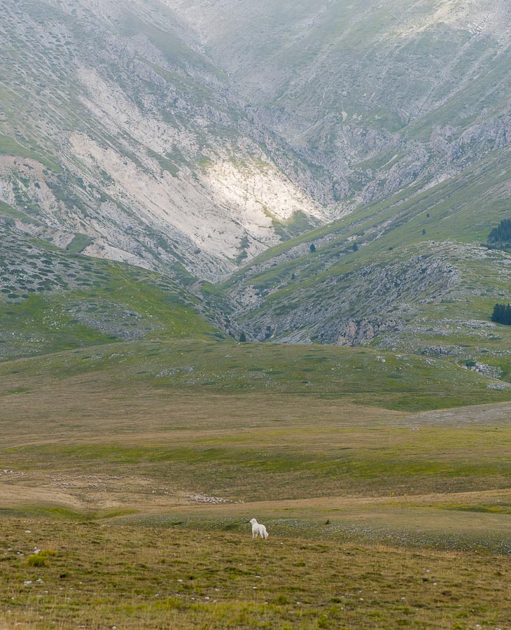 IL PASTORE ABRUZZESE