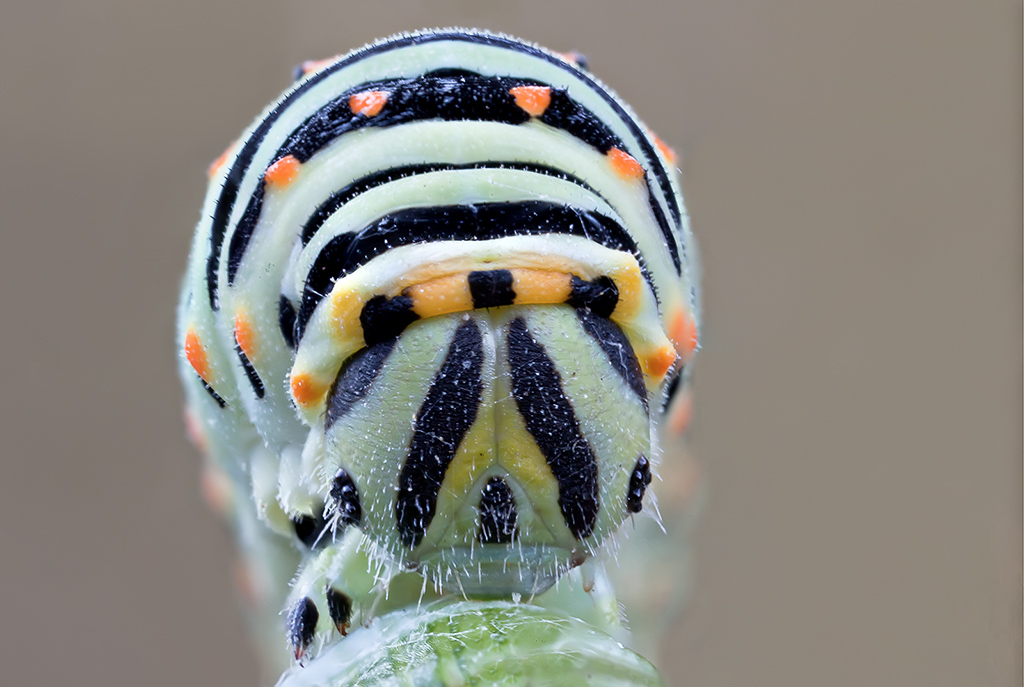 Bruco di Papilio machaon INCONTRO RAVVICINATISSIMO